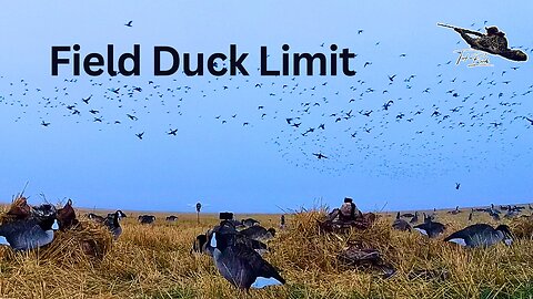 Pintail, Mallards, & Widgeon Limit In Manitoba Field Hunt