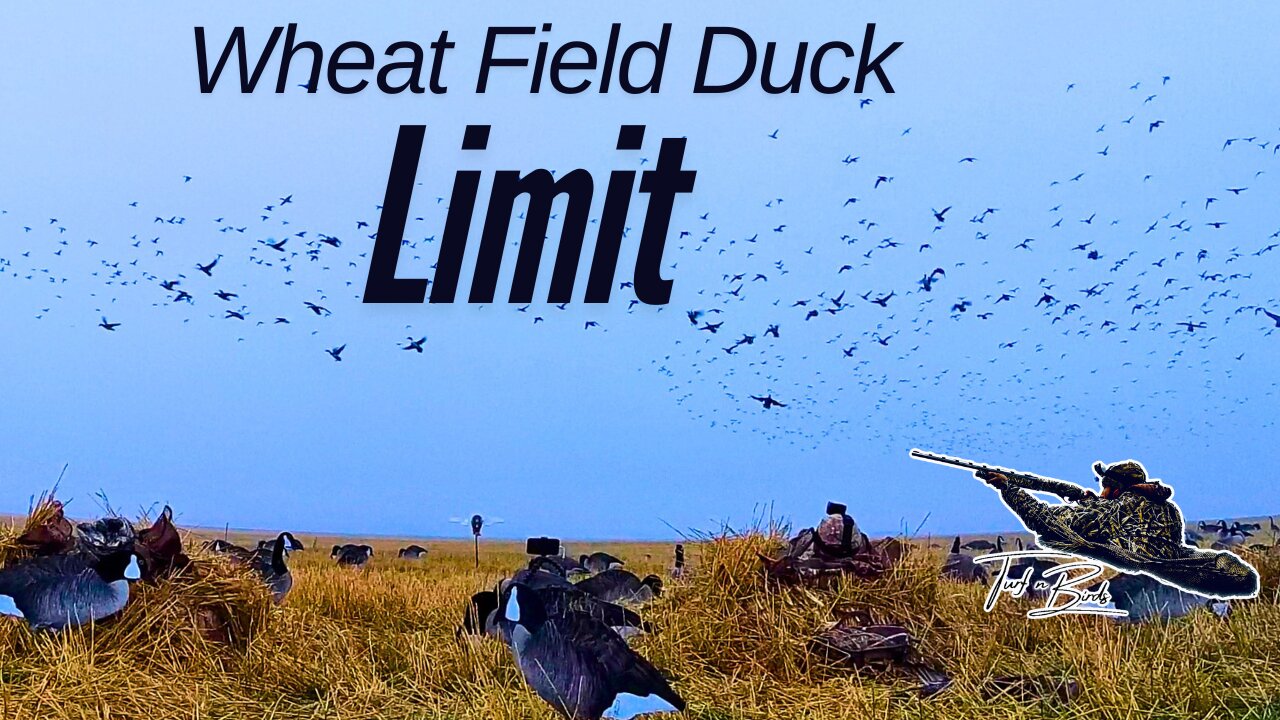 Pintail, Mallards, & Widgeon 56 Bird Limit