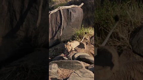 Coming into Contact With the Lion Feasting on Elephant Carcass!🤔#shorts #safari #travel #travelling