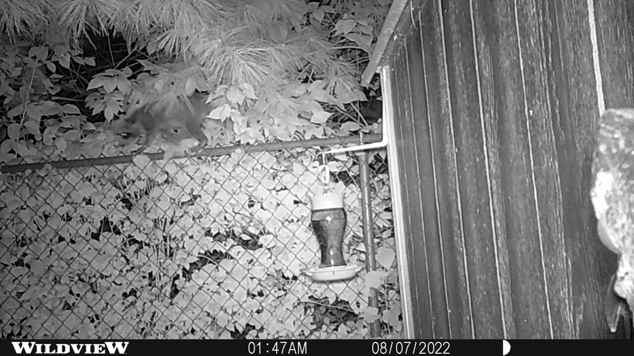 Raccoon Three Video