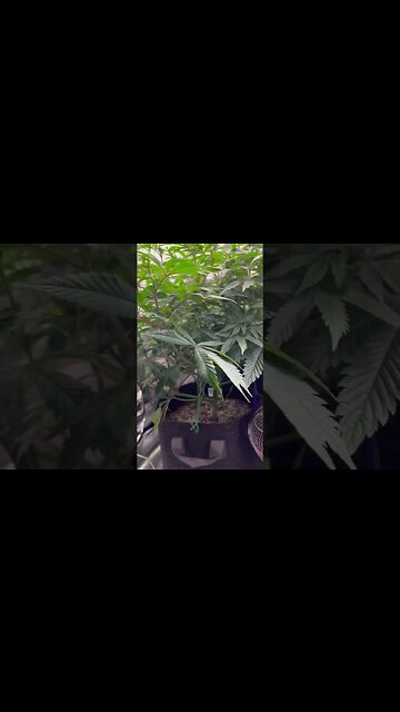 New Video Coming Soon!