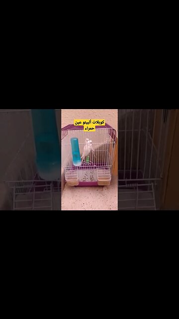 كوبلات ألبينو عين حمراء روعة مرحبا