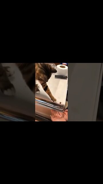 cute animals #short #shorts #cute animals 83