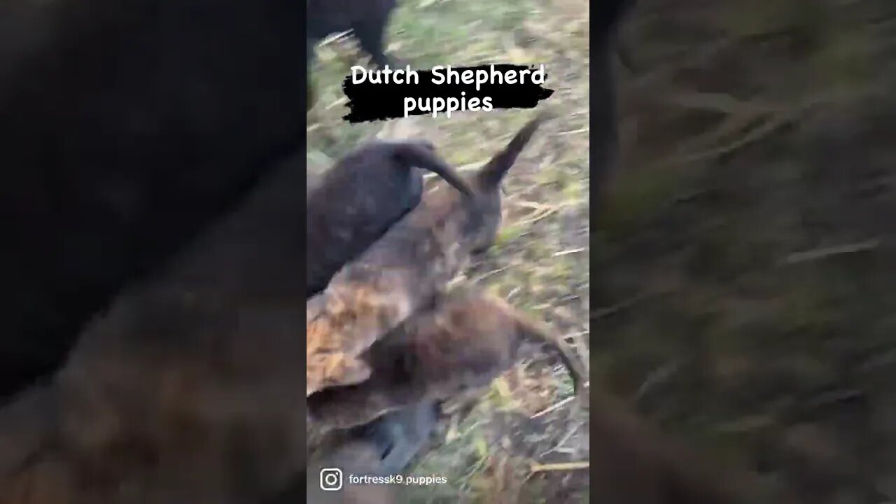 Dutch Shepherd puppies attacking my legs while we take them out for some sunshine and grass.