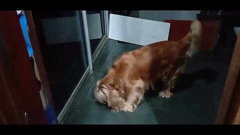 #pets , #animals , #dogs , #dogshow
