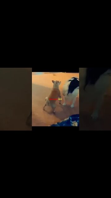 WHY though? FAIL COMP🤣😂🤣😂🤔🤔 #funny #fail #compilation