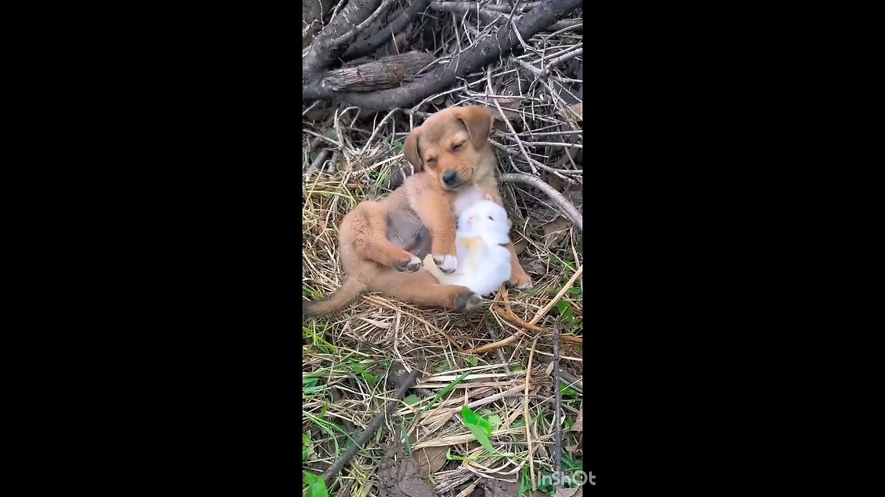 Dog_and_rabbits_Sleep_Together__💞🤣🤣🤣🤣