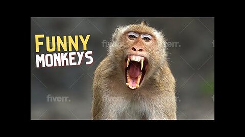 Funny animals and monkeys moments 😄