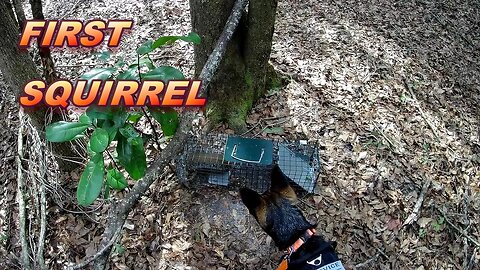 the BLIND Trap Line S.1 E.19. Mika's first squirrel!