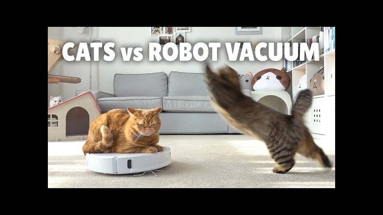 Cat vs. Robot Vacuum