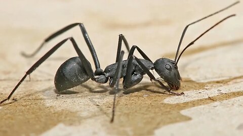 The Ant Who Changed a Colony: A Story of Determination and Perseverance