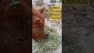 Cold Farm Morning! #shorts #farm #horses #goats #chicken