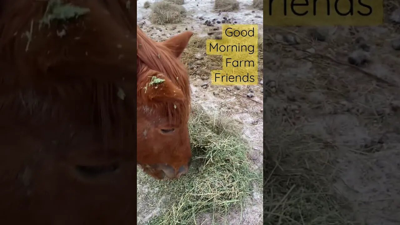 Cold Farm Morning! #shorts #farm #horses #goats #chicken