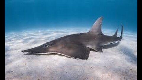 White Spotted Guitarfish