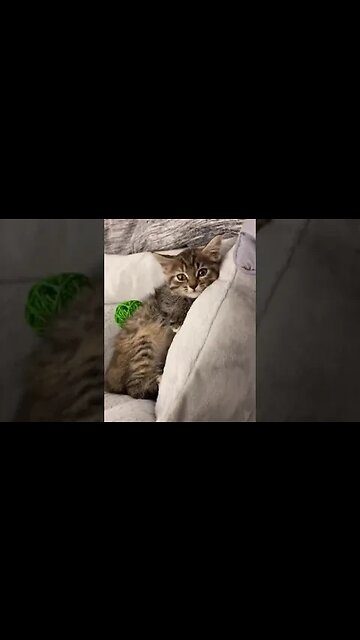 Someone just abandoned her 😢 Would you take her in? #kitten #wholesome