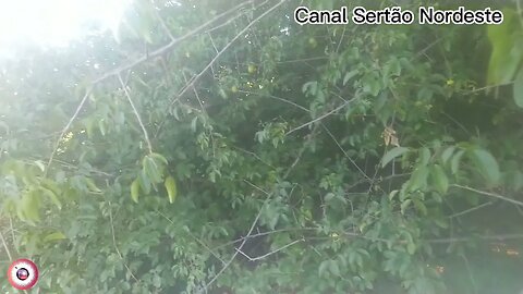 Na busca por umbu, bastante fruto, #Belezas do Nordeste