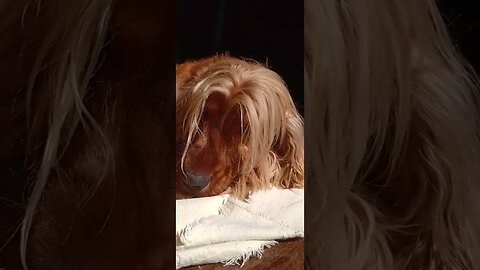 #dogshow , #animals , #dogs , #shorts