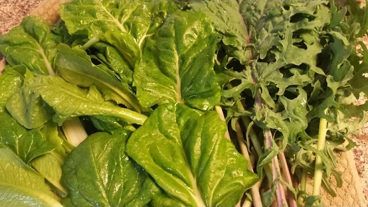 Growing Your Food - First Tomato and straw bale update