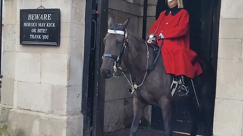 Horse dreaming then wakes up #horseguardsparade