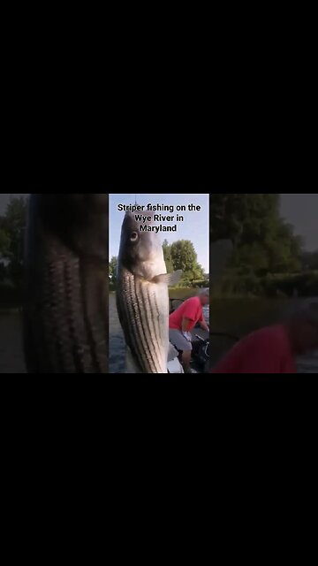 Striper Fishing on The Wye River #striperfishing #stripedbassfishing #rockfish