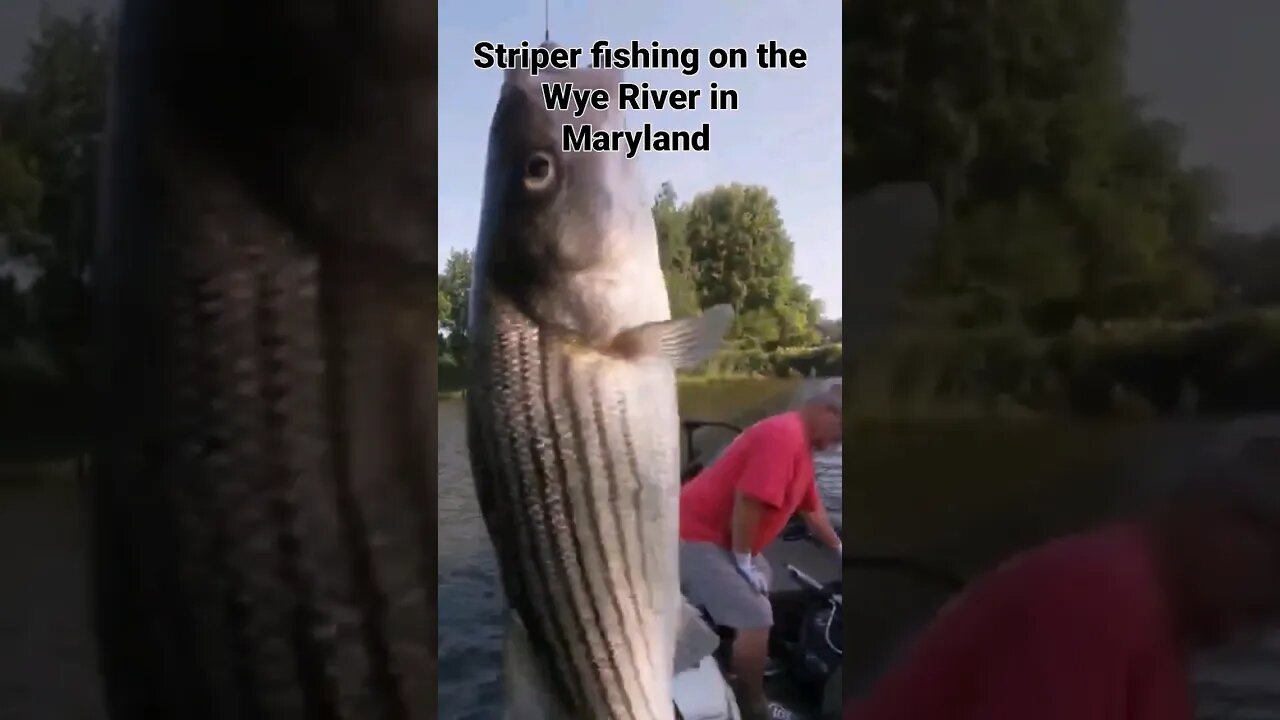 Striper Fishing on The Wye River #striperfishing #stripedbassfishing #rockfish