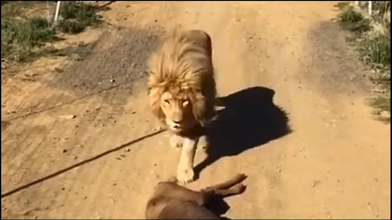 Pure lion strength King Tonga