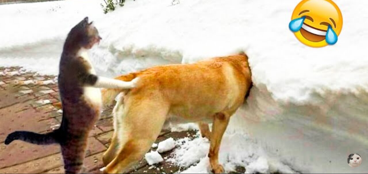 Funniest cats and dogs videos𤣠- best funny animal videos 2023