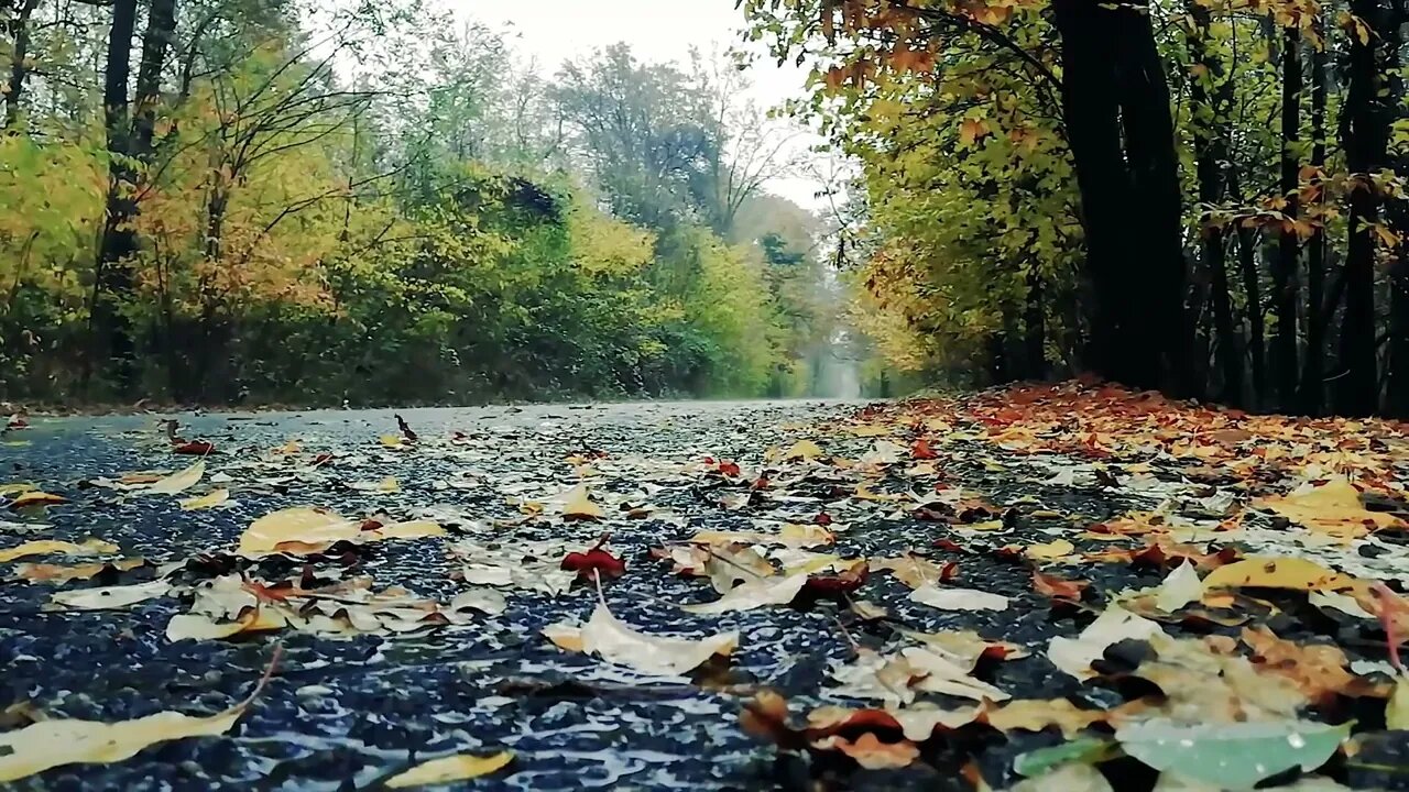 Relaxing Ambient Rain in Forest