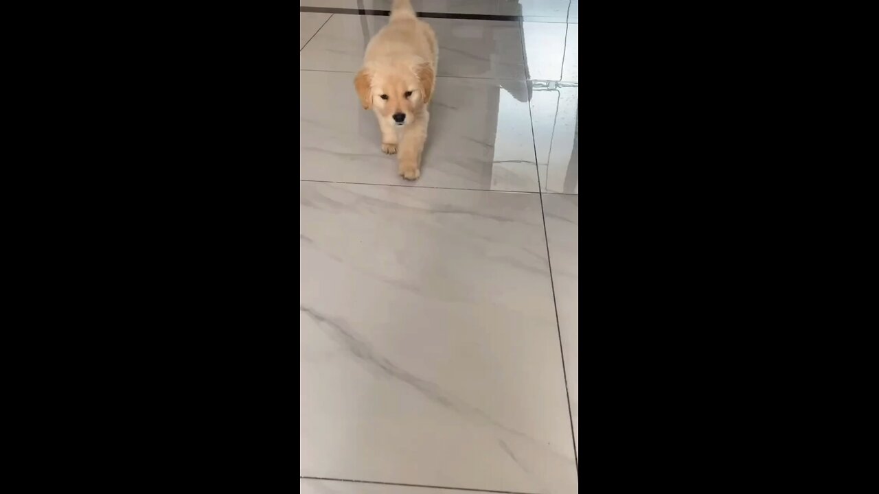 the the player