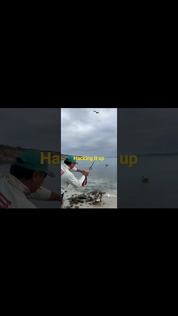 They LOVE This #shorts #mahimahi #dorado