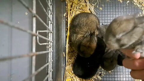 happy BLUE VIENNA x Californian BABY RABBITS KITS 16 DAYS OLD: Blue Black Agouti/Isabella konijnen