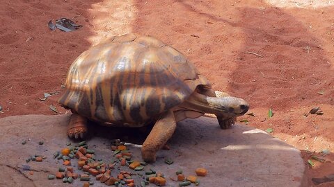 Radiated Tortoise Takes a Leisurely Stroll at Perth Zoo Australia