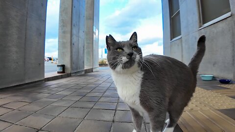 When I opened the door at the ferry ticket booth, a cat jumped out