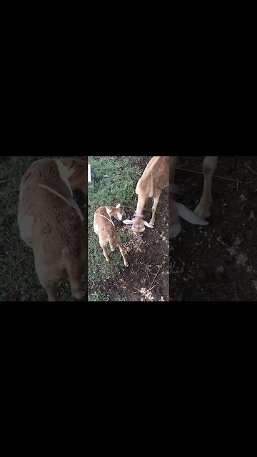 Feeding the sheep kernels