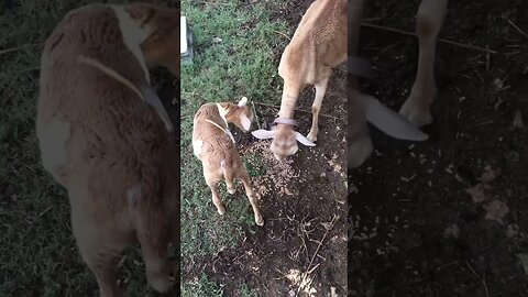 Feeding the sheep kernels