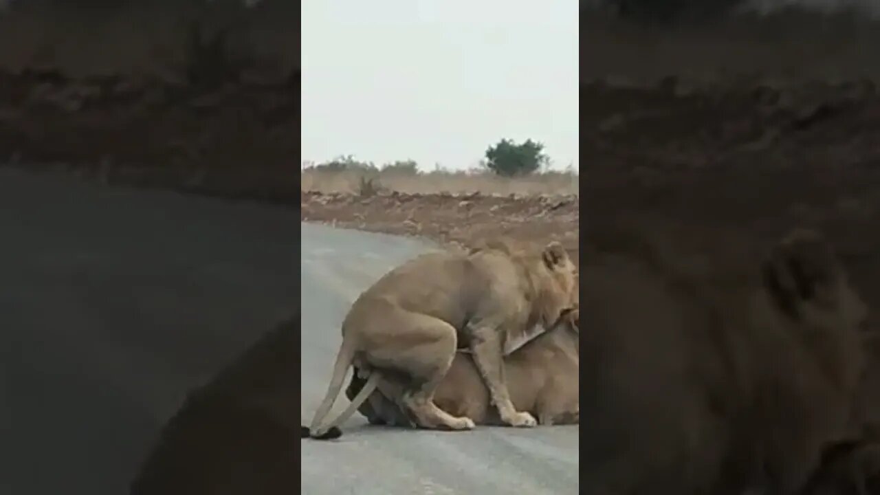 Lion mating #shorts #relaxing#cats#lion #nature #love #travel #viral #trending #matingseason #animal