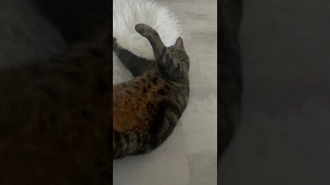 Cat’s play.