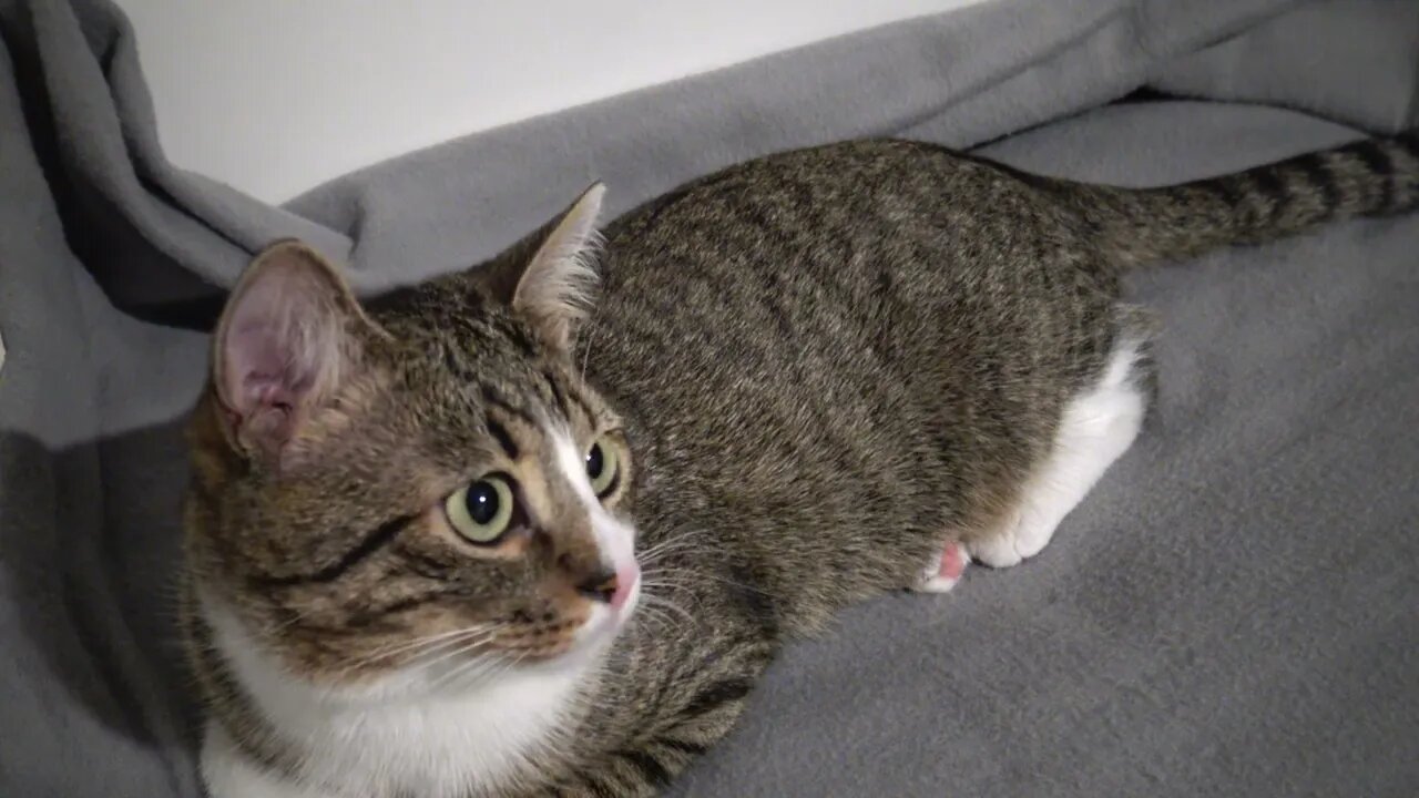 This Cute Cat Has Large Pupils