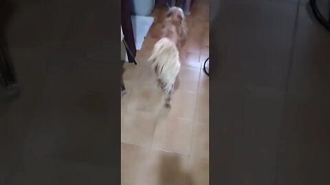 #dogshow , #animals , #dogs , #shorts