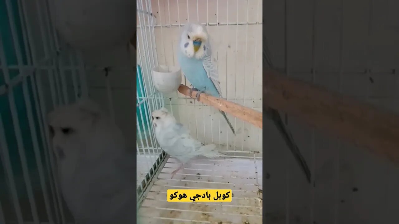 كوبل بادجي هوكو كيوت روعة مرحبا