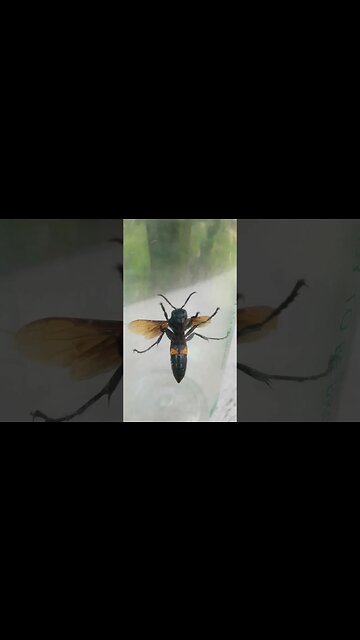 Killer Wasps! 🐝😱 One of the Scariest insects on the planet! Full Episodes 👇🏼