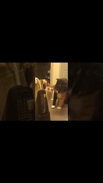 cute animals #short #shorts #cute animals 89