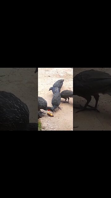 Jacu e seus filhotes em busca de comida Jacuaçu