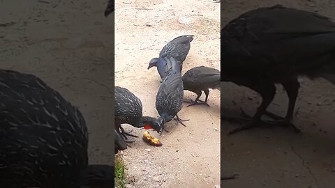 Jacu e seus filhotes em busca de comida Jacuaçu