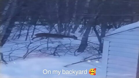 saw them on my backyard when i was cooking supper 😍🥰