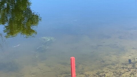 Bluegill protects nests