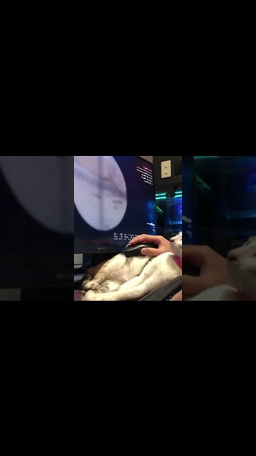 The guy shared on Reddit a story about his cat, who is madly in love with being stroked with a mouse