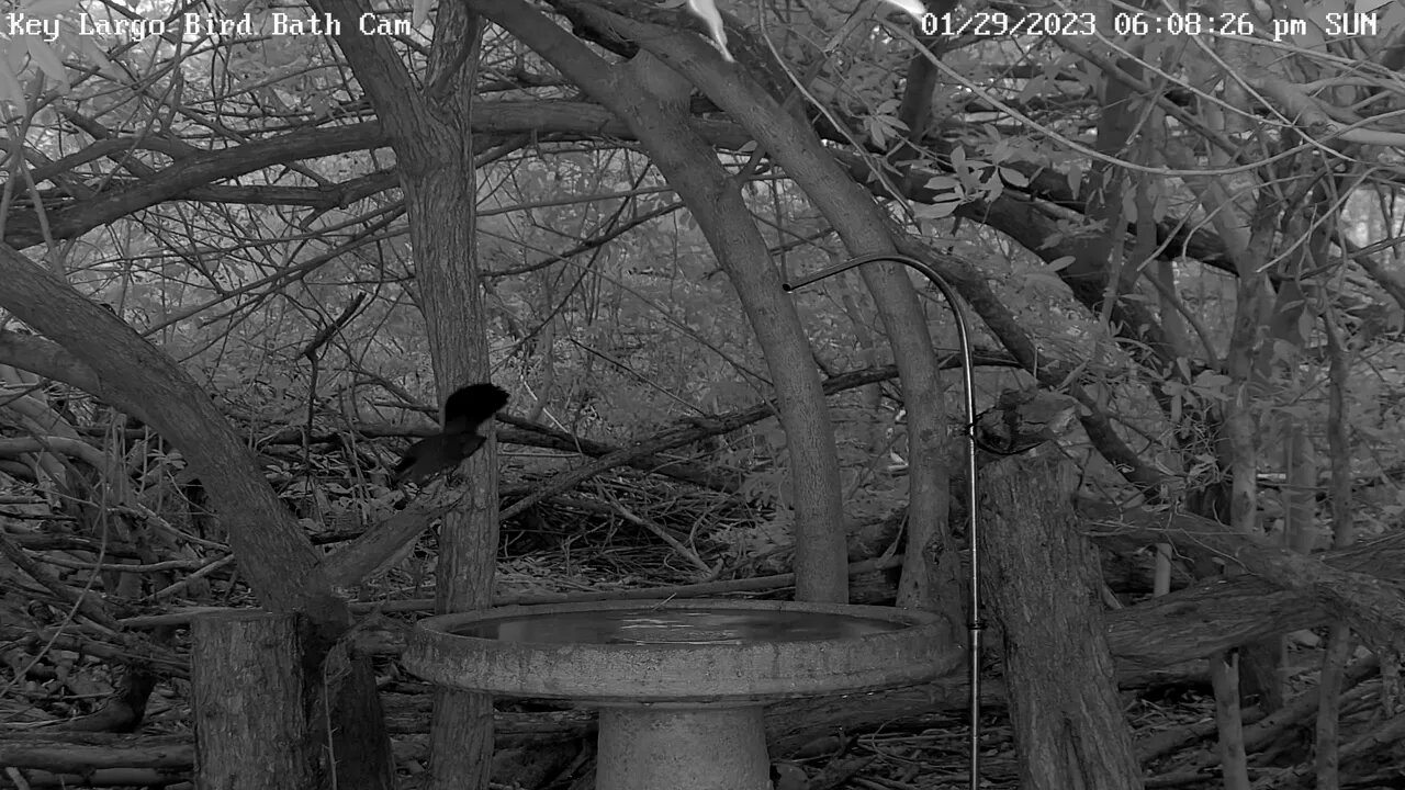Key Largo - Catbirds in IR