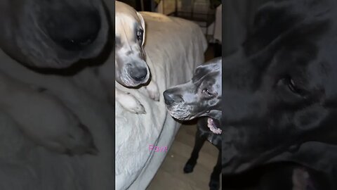 Paw to the face?!? #shorts #dogs #love #amazing #shortsvideo #dog #kids #lovebug #happy #short