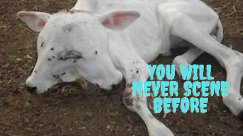 Weird animals are found by farmers | you willn't belived if you were not see